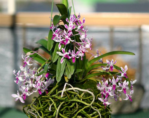 Neostylis Pinky (Neofinetia falcata 'Pink' x Rhy. gigantea 'Red')