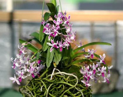 Neostylis Pinky (Neofinetia falcata 'Pink' x Rhy. gigantea 'Red')