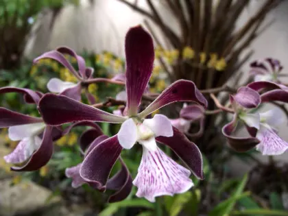 Encyclia alata