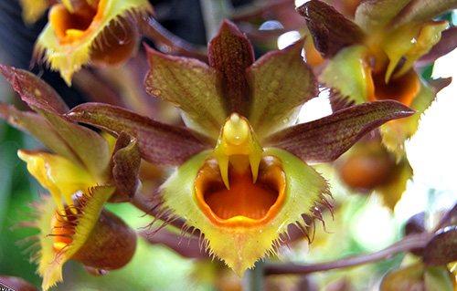 Catasetum Faustii (longifolium x osculatum)