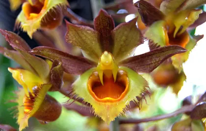 Catasetum Faustii (longifolium x osculatum)
