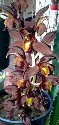 Catasetum saccatum x macrocarpum