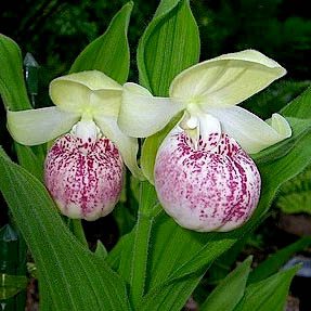 Cypripedium Ulla Silkens
