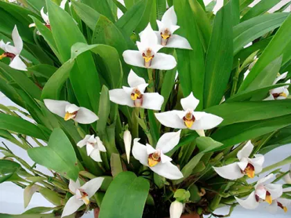 Maxillaria lehmannii