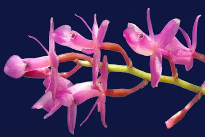 Epidendrum amethystinum