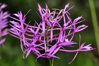 Epidendrum blepharoclinium
