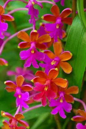 Epidendrum schweinfurthianum