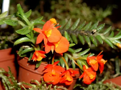 Fernandezia subbiflora