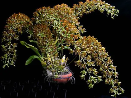 Grammatophyllum scriptum