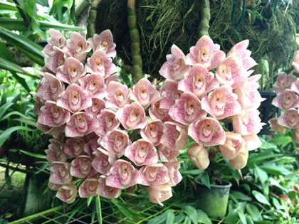 Lycomormium fiskei