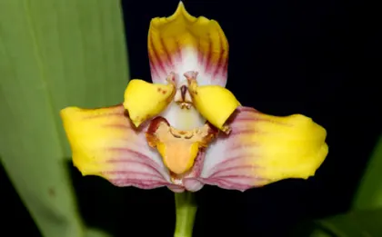 Maxillaria Johann Blatter