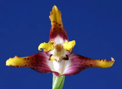 Maxillaria elegantula