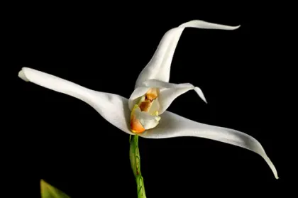Maxillaria venusta