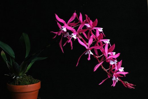 Oncidium roseum