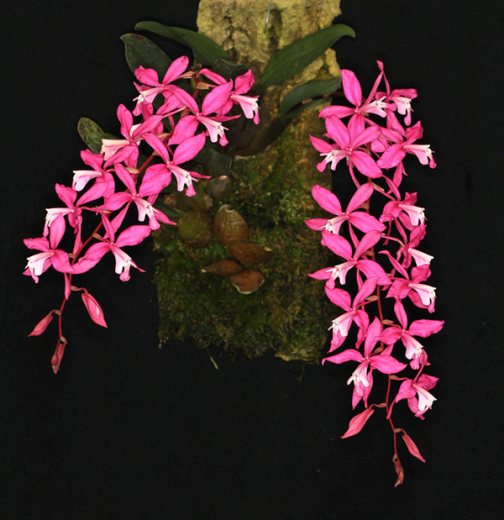 Oncidium vulcanicum