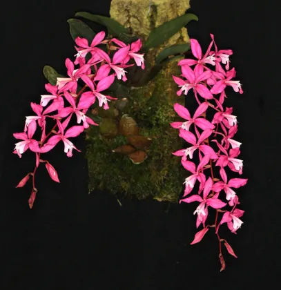 Oncidium vulcanicum