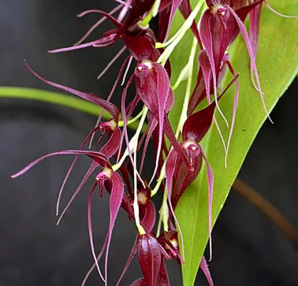 Pleurothallis phalangifera