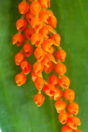 Pleurothallis truncata