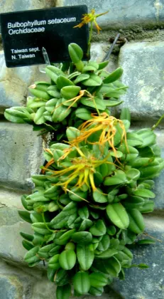 Bulbophyllum setaceum