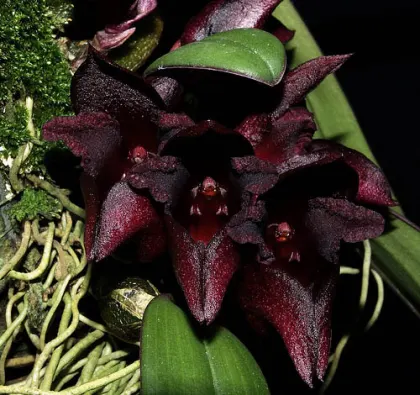 Bulbophyllum cruentum