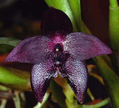 Bulbophyllum vinaceum