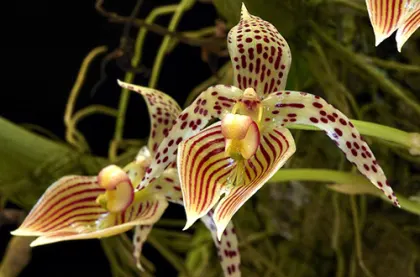 Bulbophyllum costatum