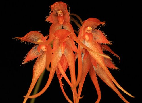 Bulbophyllum taiwanense
