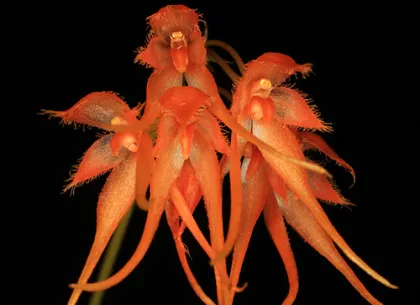 Bulbophyllum taiwanense
