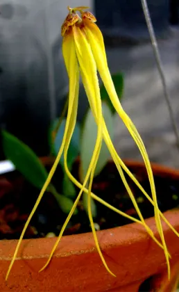 Bulbophyllum thiurum