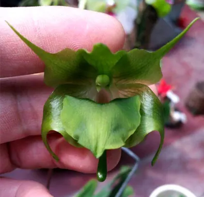 Aeranthes ramosa