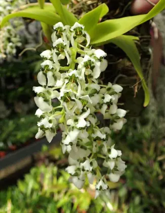 Dipteranthus grandiflora