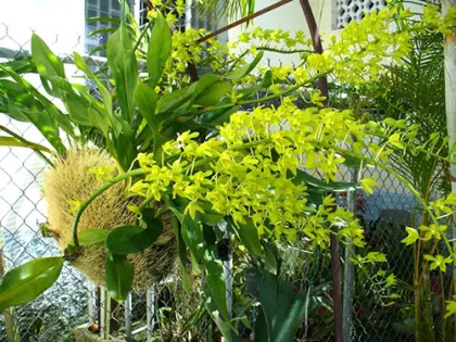 Grammatophyllum scriptum citrina