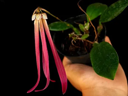 Bulbophyllum jacobsonii