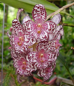 Bulbophyllum kubahense