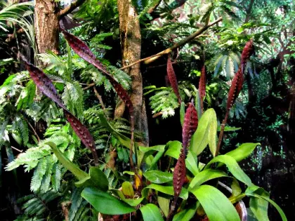 Bulbophyllum maximum