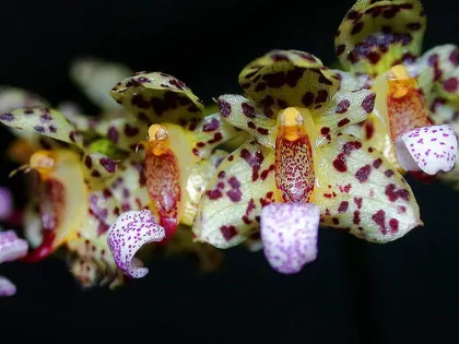 Bulbophyllum violaceolabellum