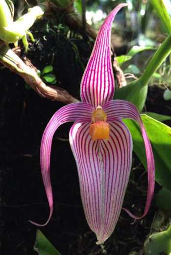 Bulbophyllum inunctum