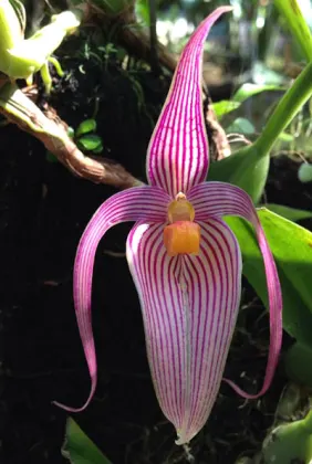 Bulbophyllum inunctum