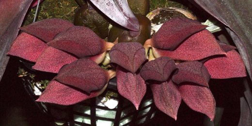 Bulbophyllum orthosepalum