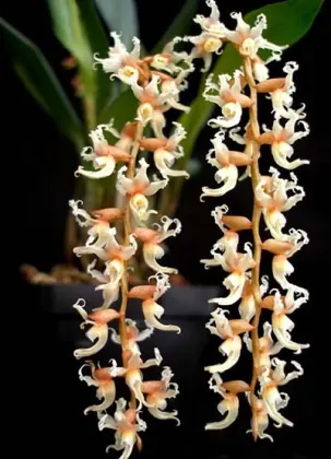 Dendrochilum cootesii