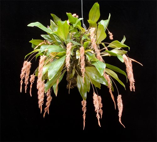 Dendrochilum bicallosum