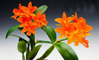 Rhyncattleanthe Young-min Orange 'Golden Satisfaction'
