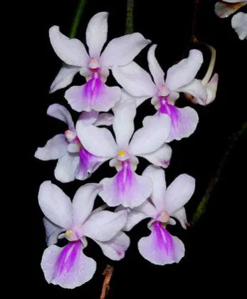Holcoglossum amesianum
