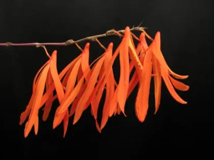 Dendrobium aurantiflammeum