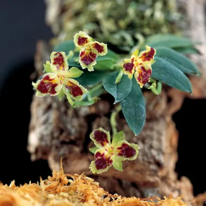 Haraella retrocalla three lip