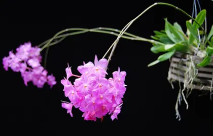 Broughtonia sanguinea