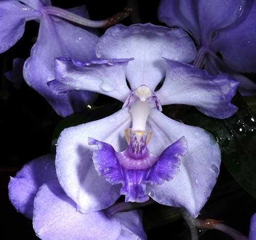 Acacallis cyanea x Cochleanthes amazonica