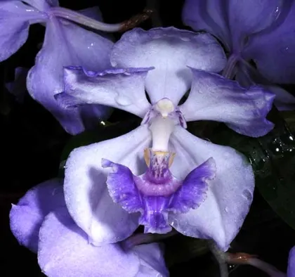 Acacallis cyanea x Cochleanthes amazonica
