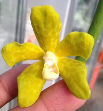 Vandopsis lissochiloides alba