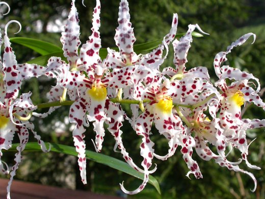 Odontoglossum naevium